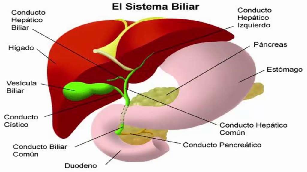 Obstrucción de los conductos biliares